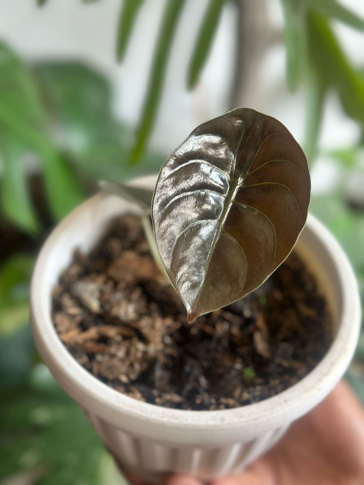 Alocasia
