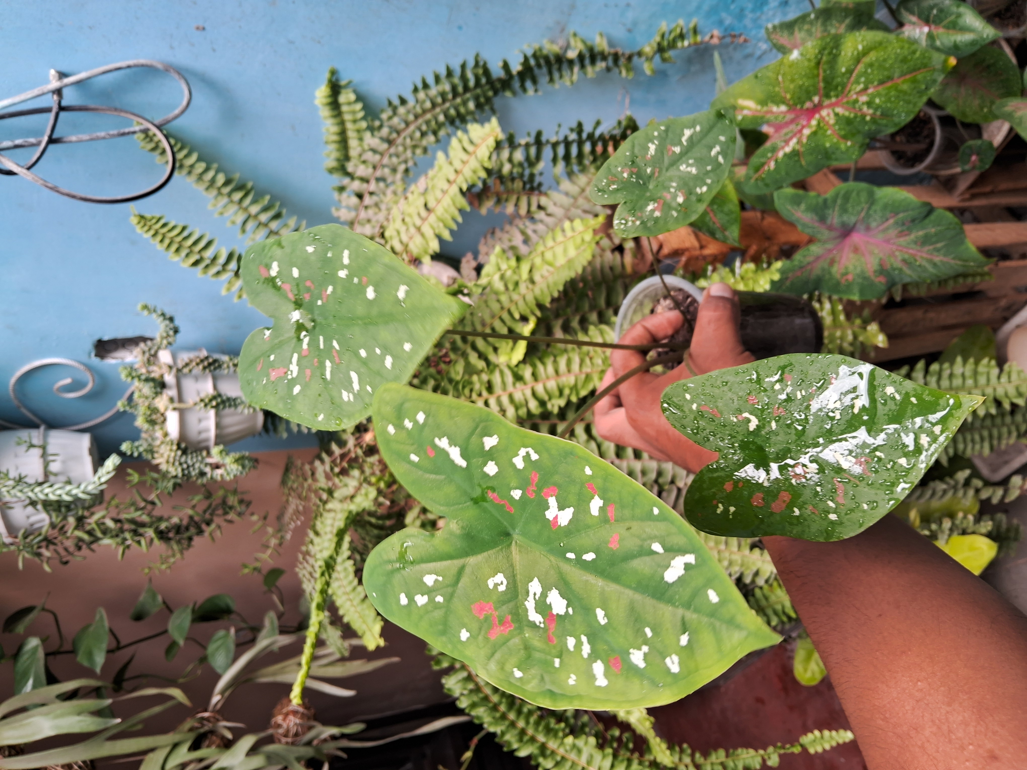 Caladium Variegado