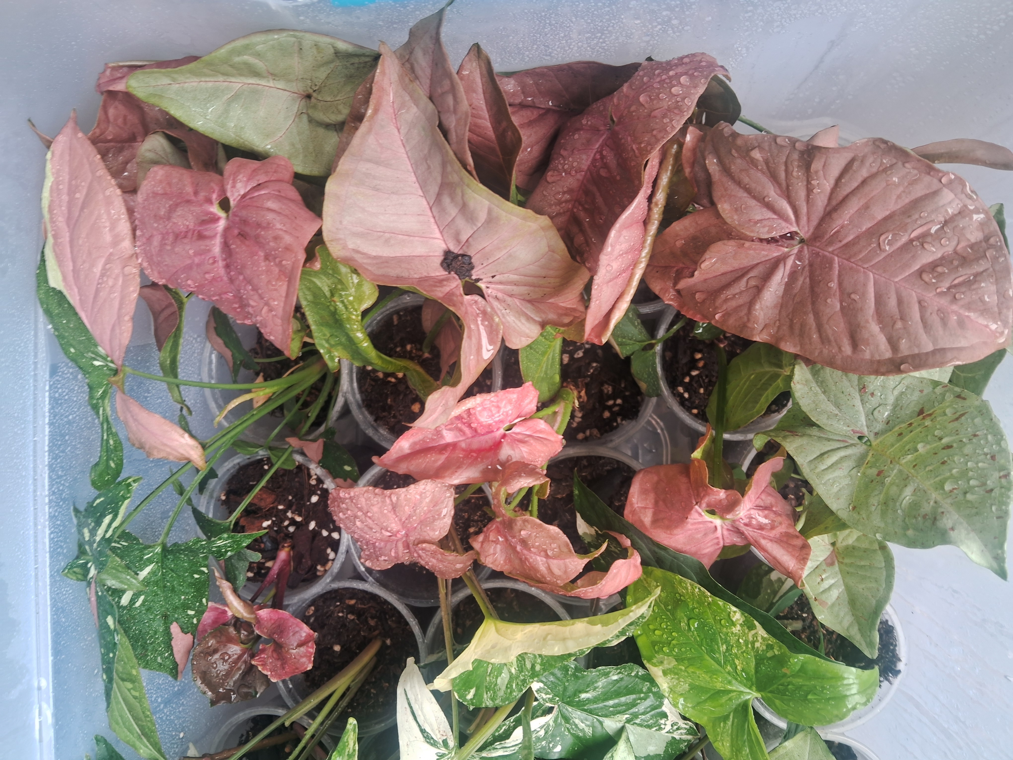 Syngonium Pink Collection