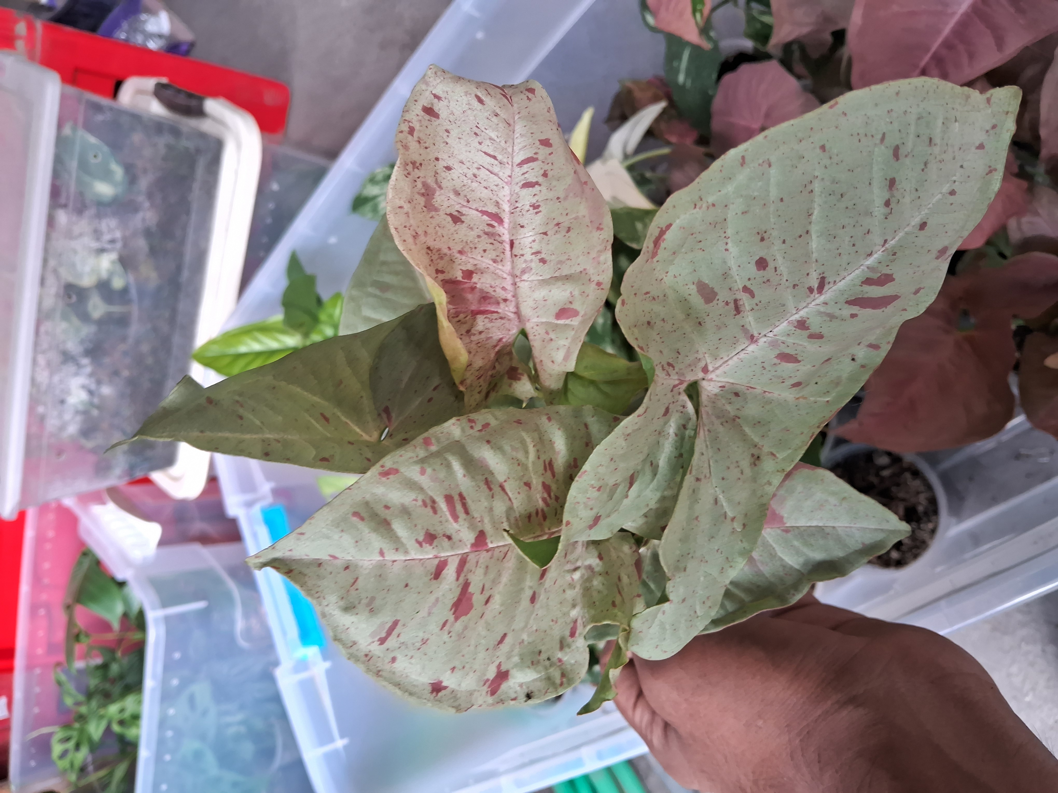 Syngonium Pink Splash