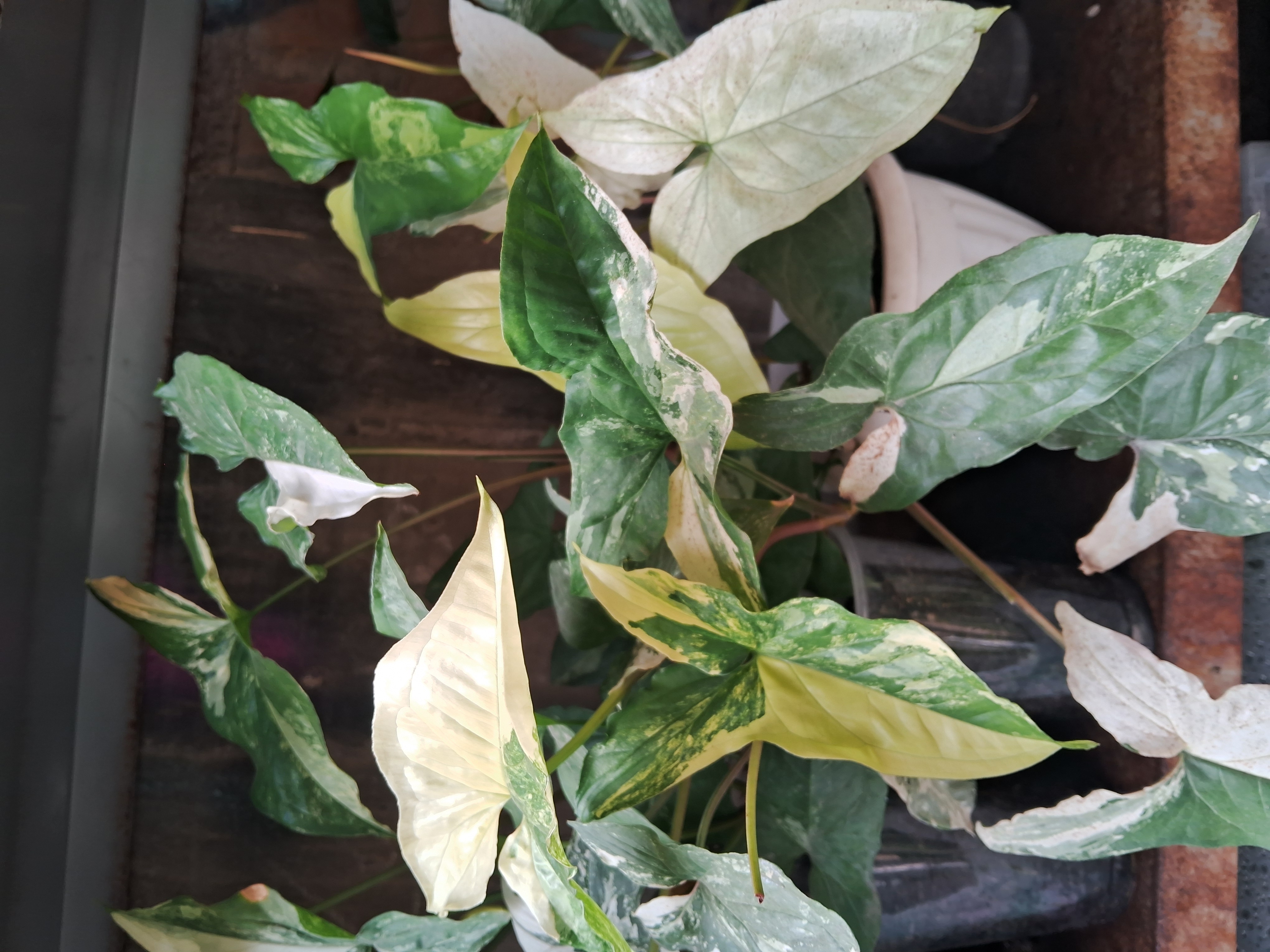 Syngonium Variegado